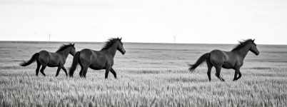 Rohirrim horses enjoy running through the plains.